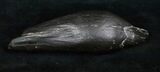 Large Fossil Sperm Whale Tooth - / (Miocene) #4702-2